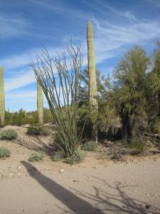 3277 Saguaro and nurse tree 13.12.16