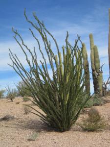 3294 ocotillo 13.12.16