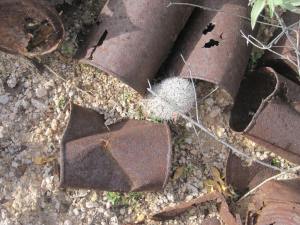 3299 can pile zoom 13.12.16