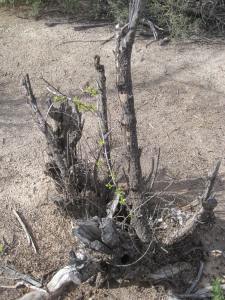 3304 Qbq orchard pomegranite 2 13.12.16