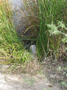 3307 Qbq orchard intake pipe 13.12.16