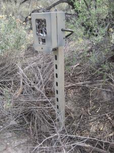 3328 wildlife camera 13.12.16