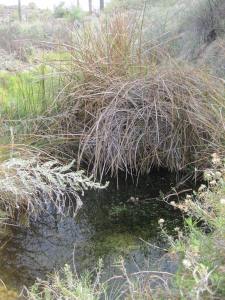 3332 Qbq springs pool 13.12.16