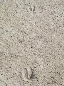 3340 deer tracks 13.12.16